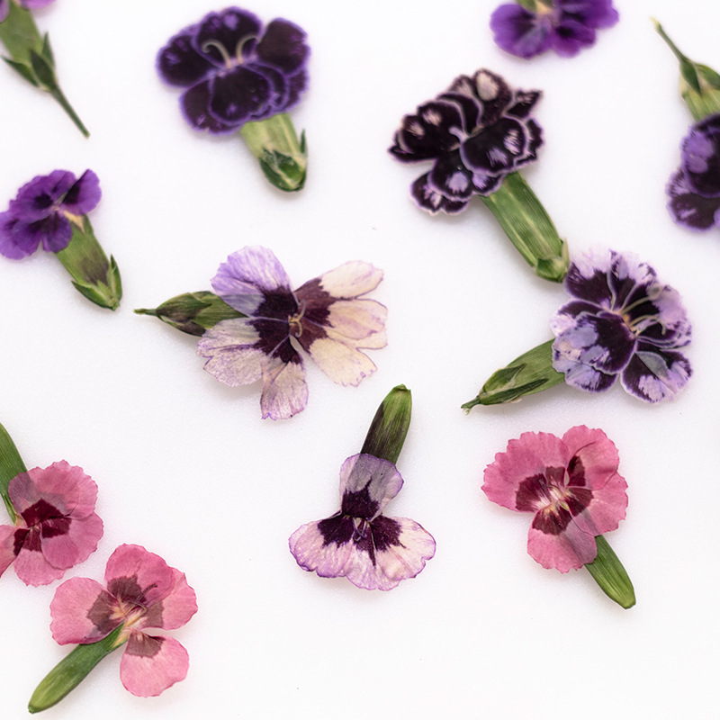 Dried Flower Bookmark - 24 шт. прессованных сушеных цветов дяньтуса