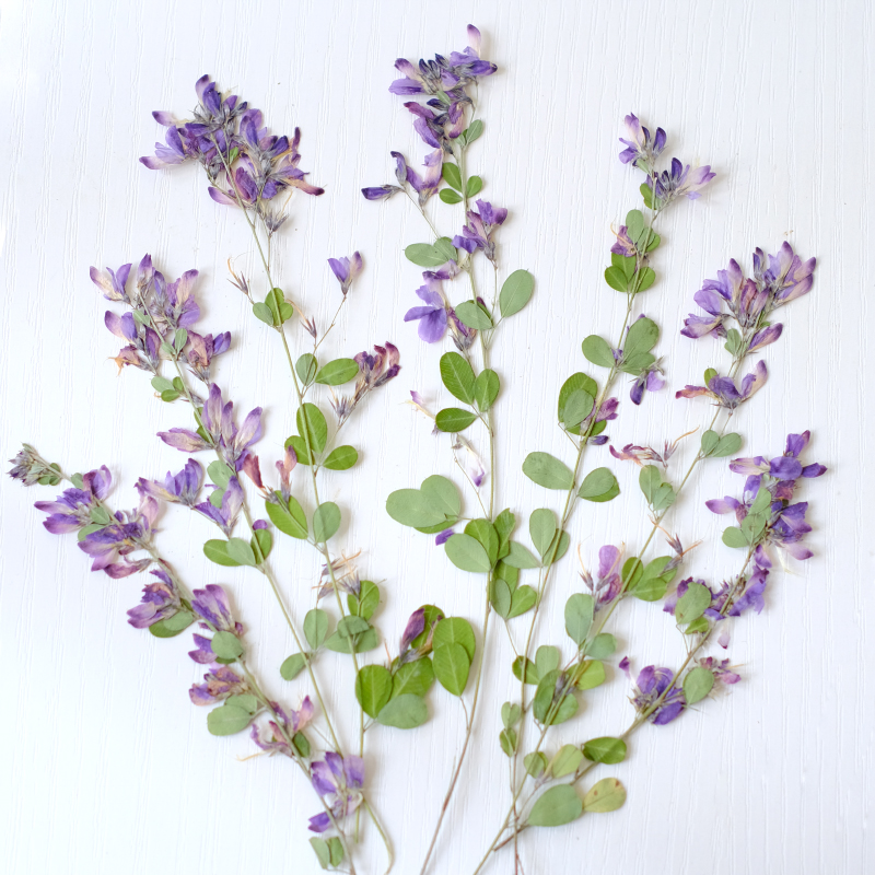 6 шт., натуральные сушеные пре – обзор и цена Dried Flower Bookmark