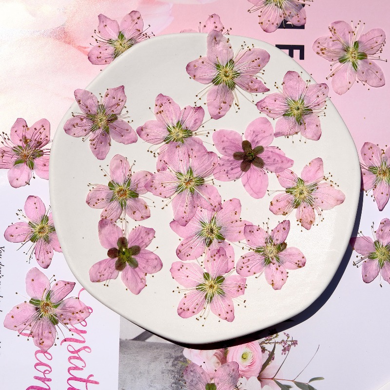 3-4 см./6 шт., розовые сушеные – обзор и цена Dried Flower Bookmark