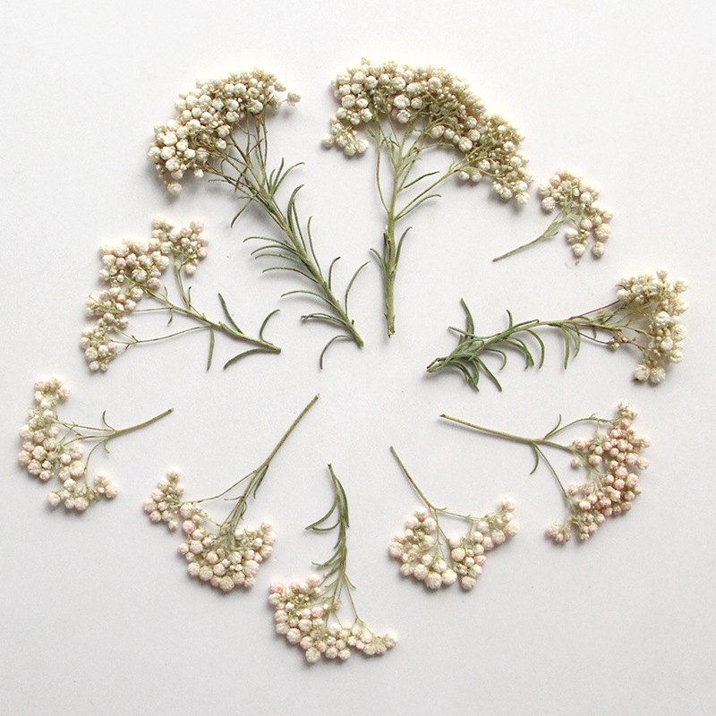12 шт., Натуральные сушеные ве – обзор и цена Dried Flower Bookmark