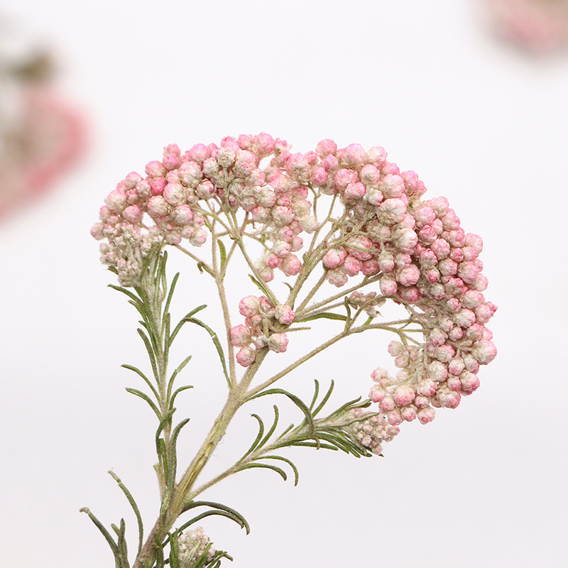 12 шт., Натуральные сушеные ве – обзор и цена Dried Flower Bookmark