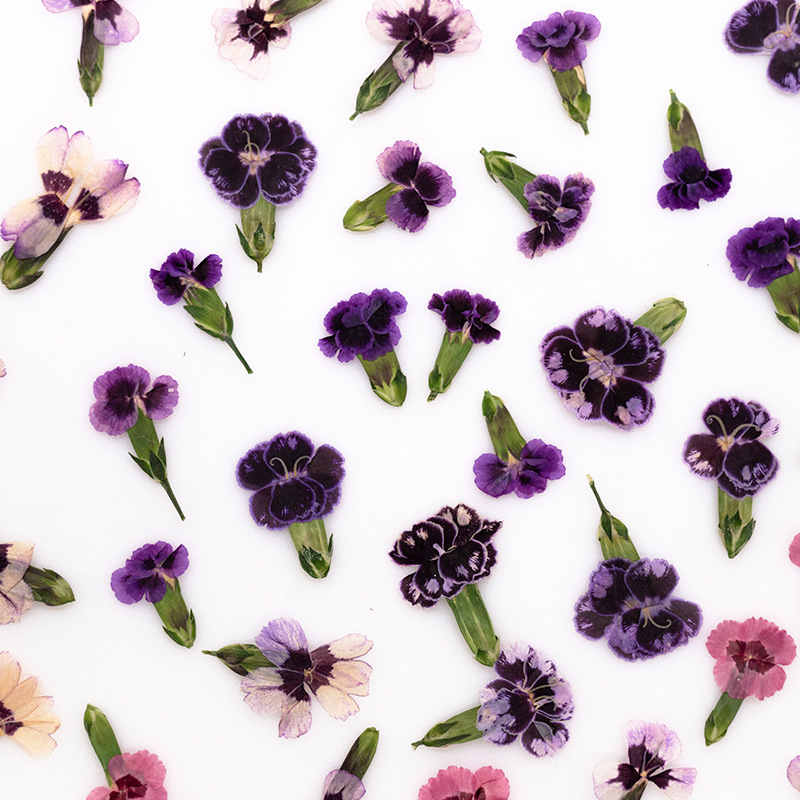 24 шт. прессованных сушеных цв – обзор и цена Dried Flower Bookmark